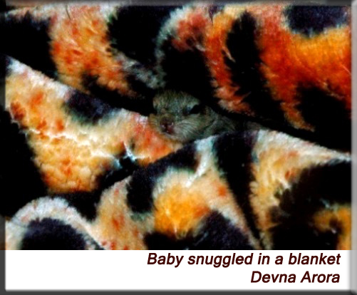 Devna Arora - Baby in the blanket
